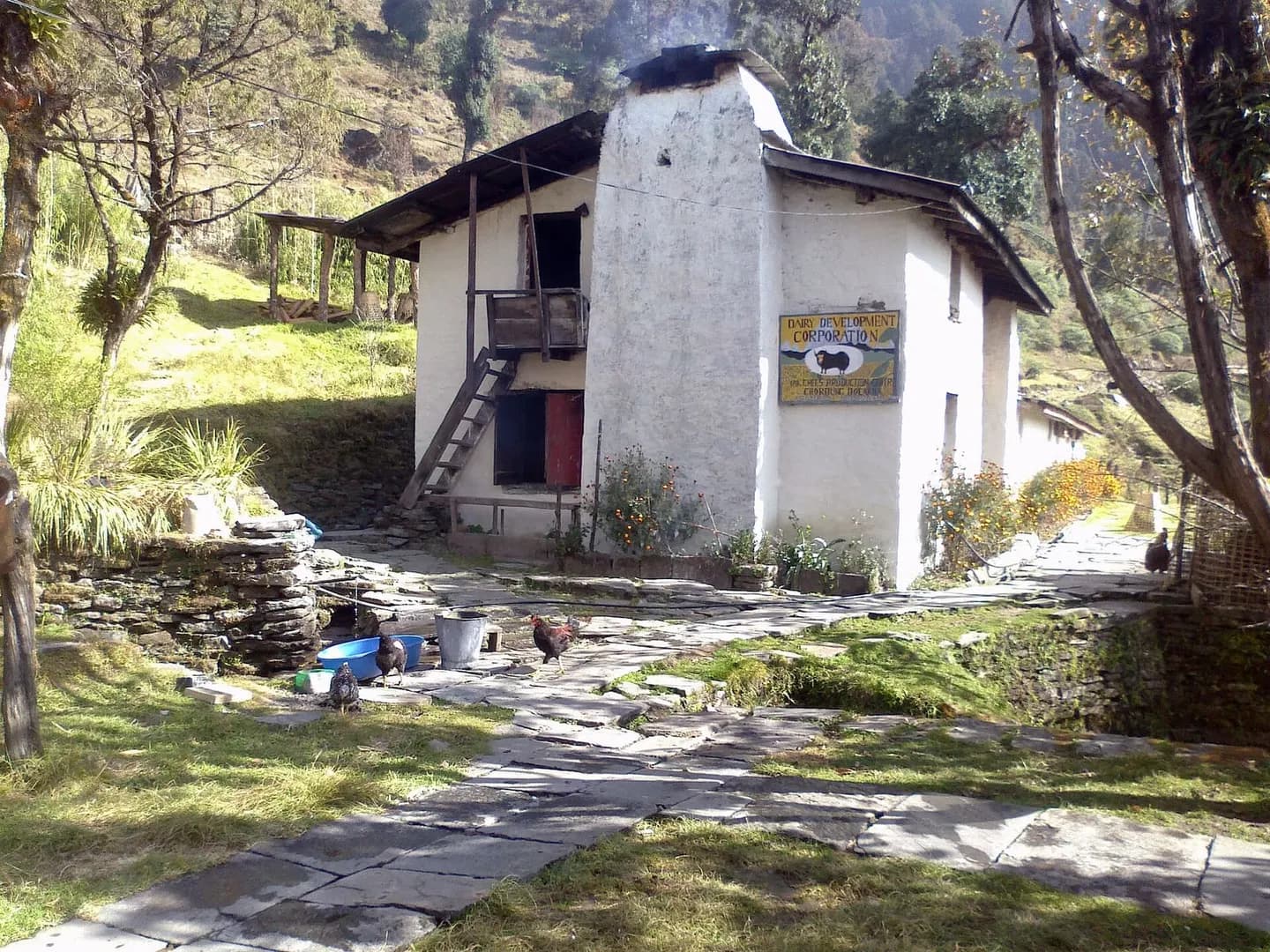 Yak cheese